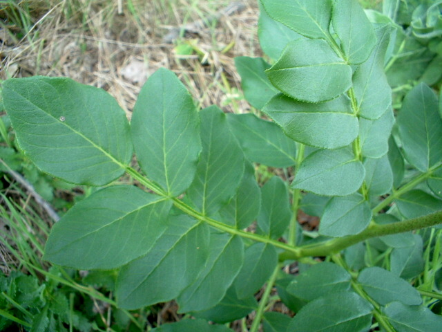Dictamnus albus / Dittamo albo